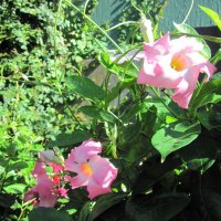 A great day at Edmonton garden 12