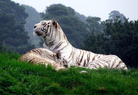 white tiger - white, beauty, tiger, animals