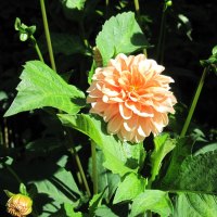 A great day at Edmonton garden 18