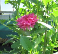 A great day at Edmonton garden 19