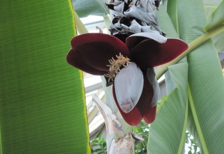 A great day at Edmonton garden 20 - white, Flowers, green, photography, brown, Banana