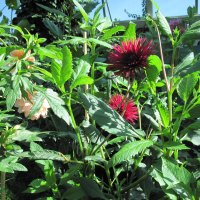 A great day at Edmonton garden 21