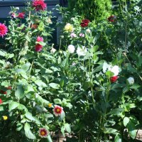 A great day at Edmonton garden 22