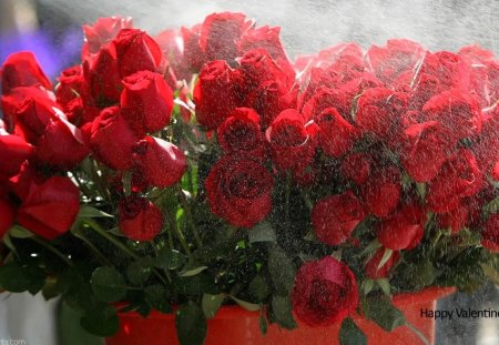 red roses - flowers, red, roses, valentine