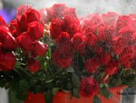 red roses