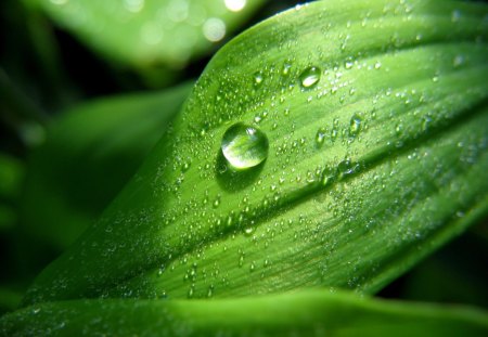 water bubble - bubble, water, nature, green, nice