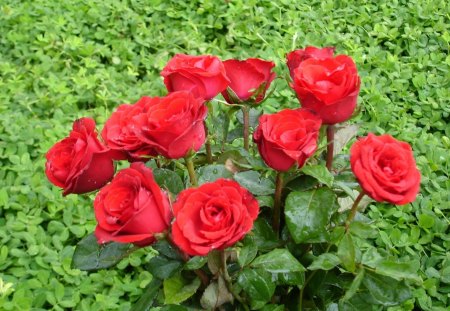 red roses❥•٠ - roses, red, green, red roses, lovely