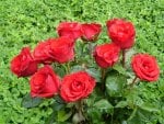 red rosesâ¥â€¢Ù 