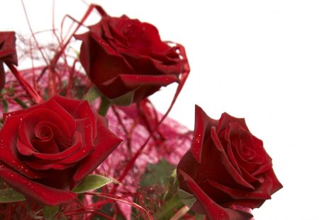 â¤ - roses, red, beautiful, pure, red roses