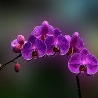 ..SWEET ORCHIDS..