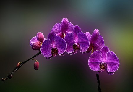 ..SWEET ORCHIDS.. - pretty, blue, splendor, gentle, flowers, purple, feels, violet, beautiful, colors, lovely, cool, love, sweet, HDR, tender touch, nature, soft, cute, orchids, chic