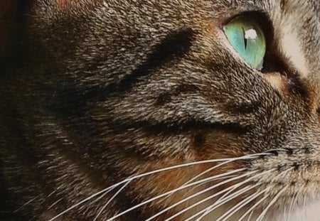 Whitney - cream, brown, tabby, eye, cat, shorthair, american, green, cats, cat eye, kitty