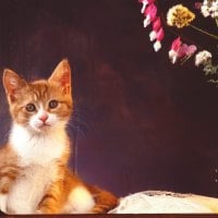 â‰¡ Sweey Little Fellowâ™¥ â‰¡