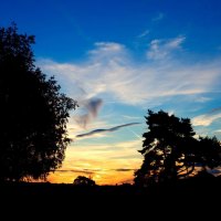 The Trees At Sunset