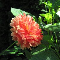 A great day at Edmonton garden 31