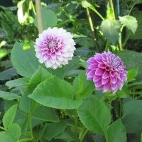 A great day at Edmonton garden 35
