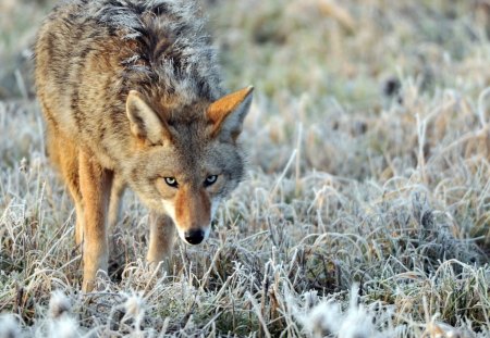 wolf in winter - snow, winter, forest, wolf