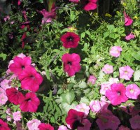 A great day at Edmonton garden 37