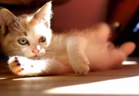 ~Cute Kitten~ - furry, animal, cute, kitten, pet, cat, sweet, adorable