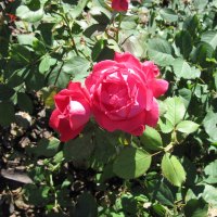 A great day at Edmonton garden 39