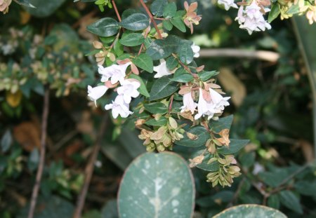 A great day at Edmonton garden 41 - flowers, photography, white, green