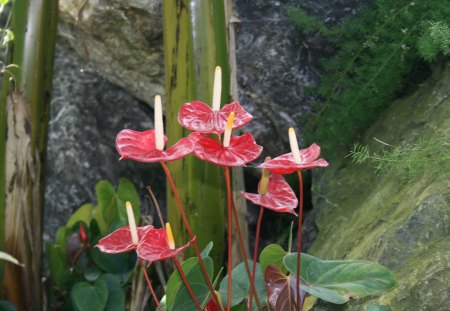 A great day at Edmonton garden 46 - white, red, flamingo lily, flowers, photography, green