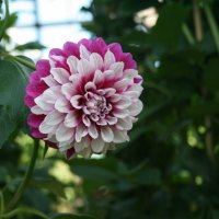 A great day at Edmonton garden 48