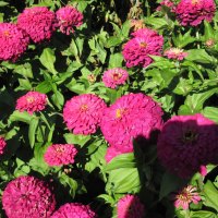 A great day at Edmonton garden 49