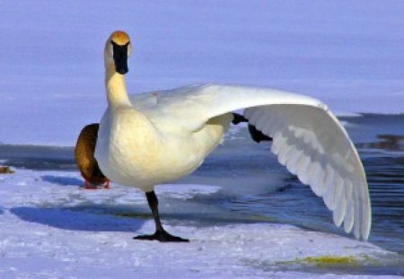 Stretch - white, water, wing, swan, brown, stretch