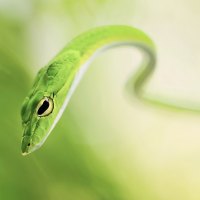 *** Green snake ***