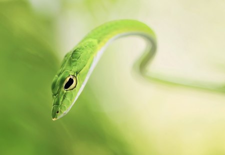 *** Green snake *** - animal, green, animals, snake