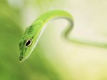 *** Green snake ***