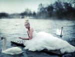 *** Beauty and swans ***