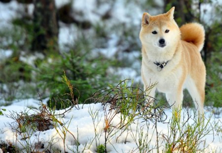 *** Nice Dog *** - animal, dogs, snow, dog, nice, forest, animals