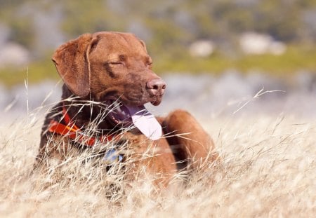 *** Beautiful brown labrador *** - animal, dogs, brown, dog, labrador, animals