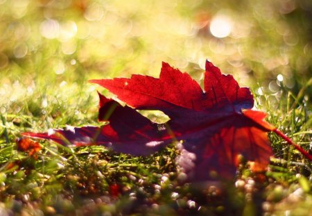 *** Red leaf *** - leaf, red, nature, autumn