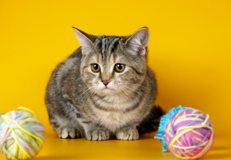 *** Cat and balls thread *** - cats, animal, animals, balls, thread, cat