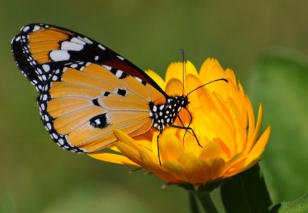 *** Yellow butterfly and flower *** - tellow, nature, butterfly, yellow, animals, animal, flowers, flower