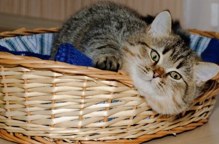 *** Cat in a basket *** - animal, cats, bascet, cat, animals