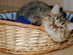 *** Cat in a basket ***