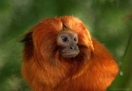 *** Orange monkey *** - animal, monkey, animals, orane