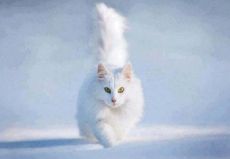 They Can't See Me - laong hair cat, animals, snow, cats