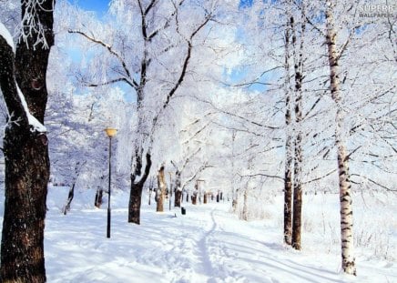 Snowy Path In The Park