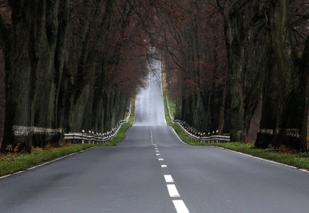 Strange Road - tree, forest, road, trial