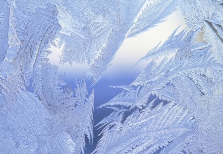 ice flowers - winter, ice, branch, snow