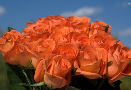 A Bouquet of Lovely Roses - flowers, pretty, roses, nature, spring, petals, bouquet, sky