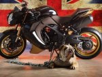 Dog and motorbike