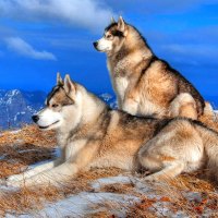 Pair of Wolves