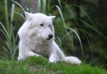 White Beauty - restinf, nature, predator, wolf, wolves