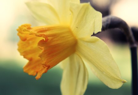 Yellow Flower - photo, flower, yellow, nature